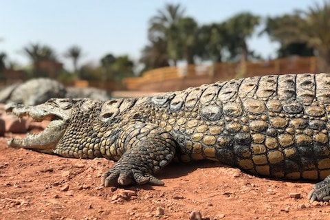 Crocoparc Agadir taghazout