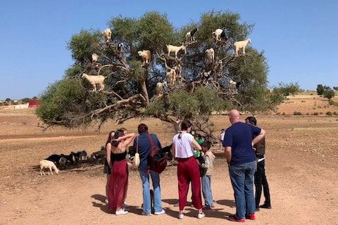 Goats on the tree agadir Morocco
