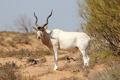 souss massa national park agadir taghazout